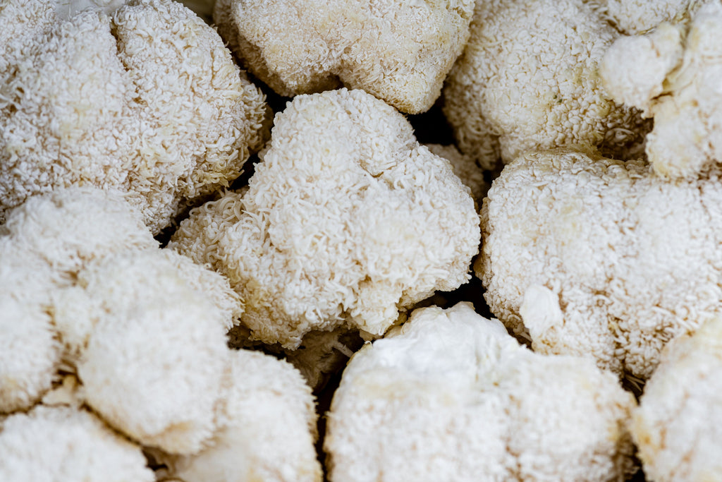 Lion’s Mane Mushroom